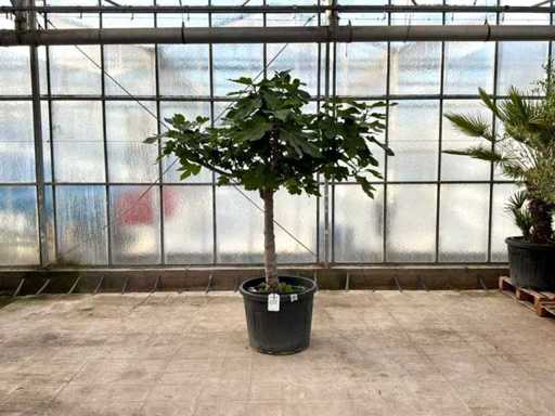 Smochinul (Ficus carica)