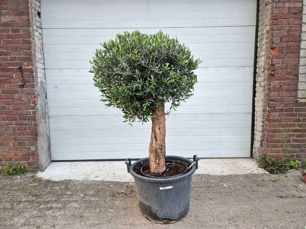 Olive Tree Compact Bulb - Olea Europaea - height approx. 175 cm