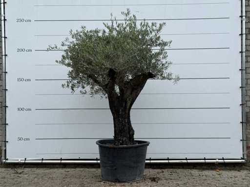 Pelle vecchia dell'ulivo - Olea Europaea - circa 75 anni - altezza circa 240 cm
