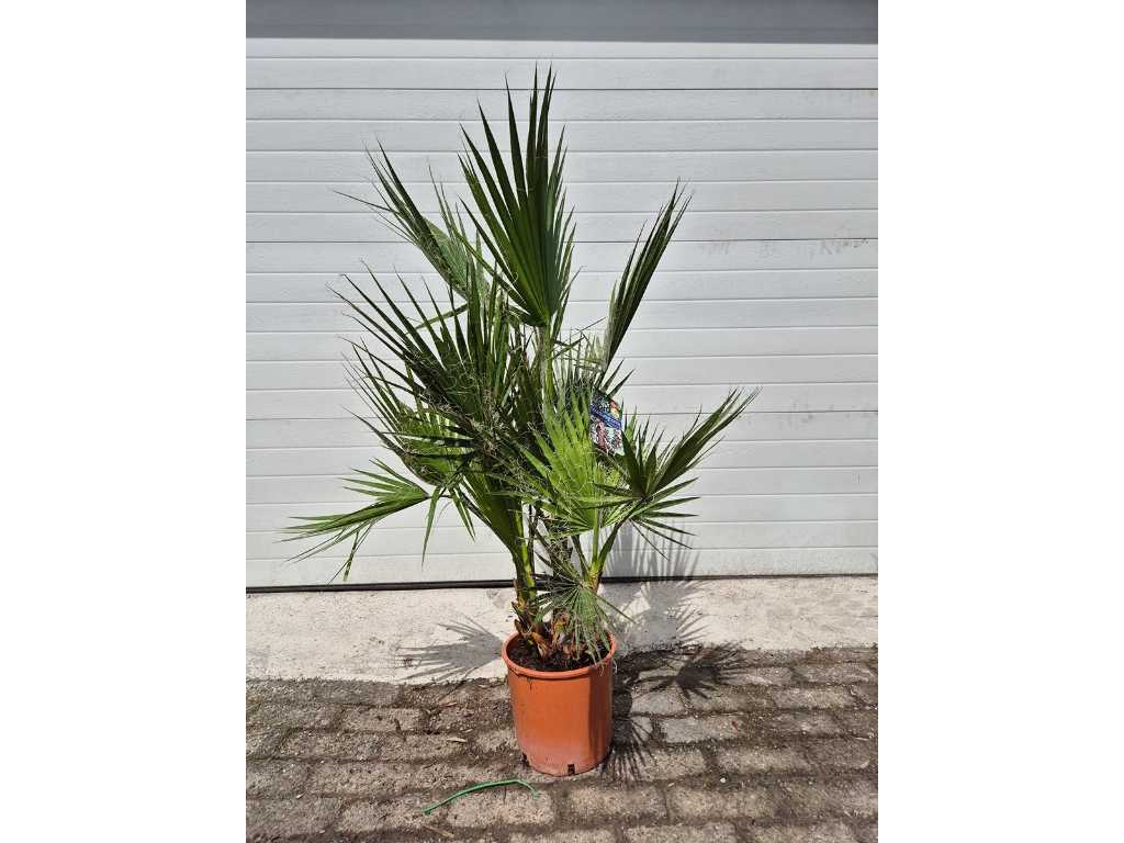 Mexican Fan Palm - Washingtonia Robusta - Arbore mediteranean - inaltime aprox. 150 cm