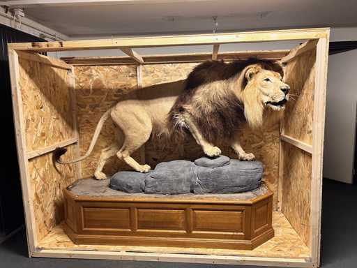 Panthera Leo - Taxidermie - Leeuw (full body mount)