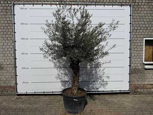 Olivenbaum-Bonsai – Olea Europaea – ca. 80 Jahre alt – Höhe ca. 220 cm