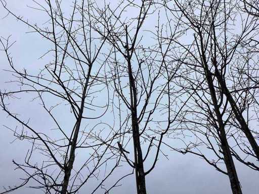 Sweet Cherry - Ornamental Tree