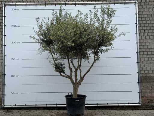 Olive tree Andalucia M - Olea Europaea - approx. 20 years old - height approx. 270 cm