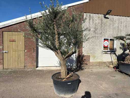 Olivenbaum Andalucia XXL – Olea Europaea – Höhe ca. 300 cm