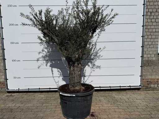 Olivenbaum Alter Stamm – Olea Europaea – ca. 75 Jahre alt – Höhe ca. 240 cm