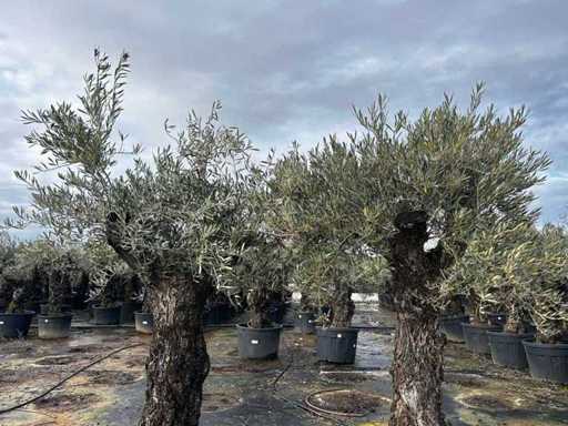 Olive Trees (2x)