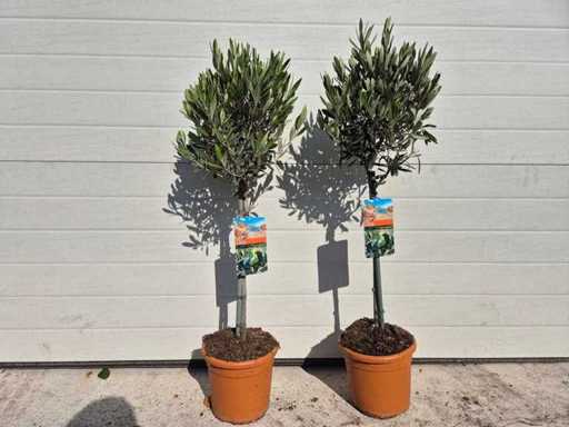 2x Olivenbaum – Olea Europaea – Höhe ca. 80 cm