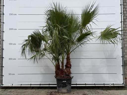 Mexican fan palm multi-stemmed - Washingtonia Robusta - height approx. 250 cm