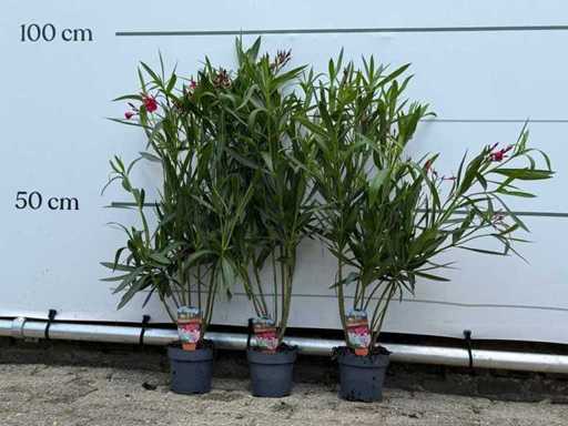 3x roșu Oleandru - Nerium Oleander - înălțime aprox. 90 cm