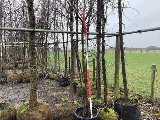 Wildapfel – Mehrstämmiger Baum