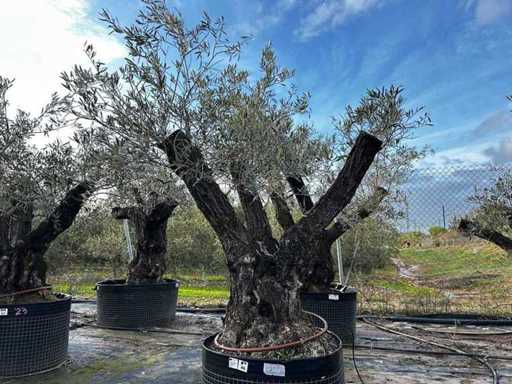 Centuries-old olive tree in basket