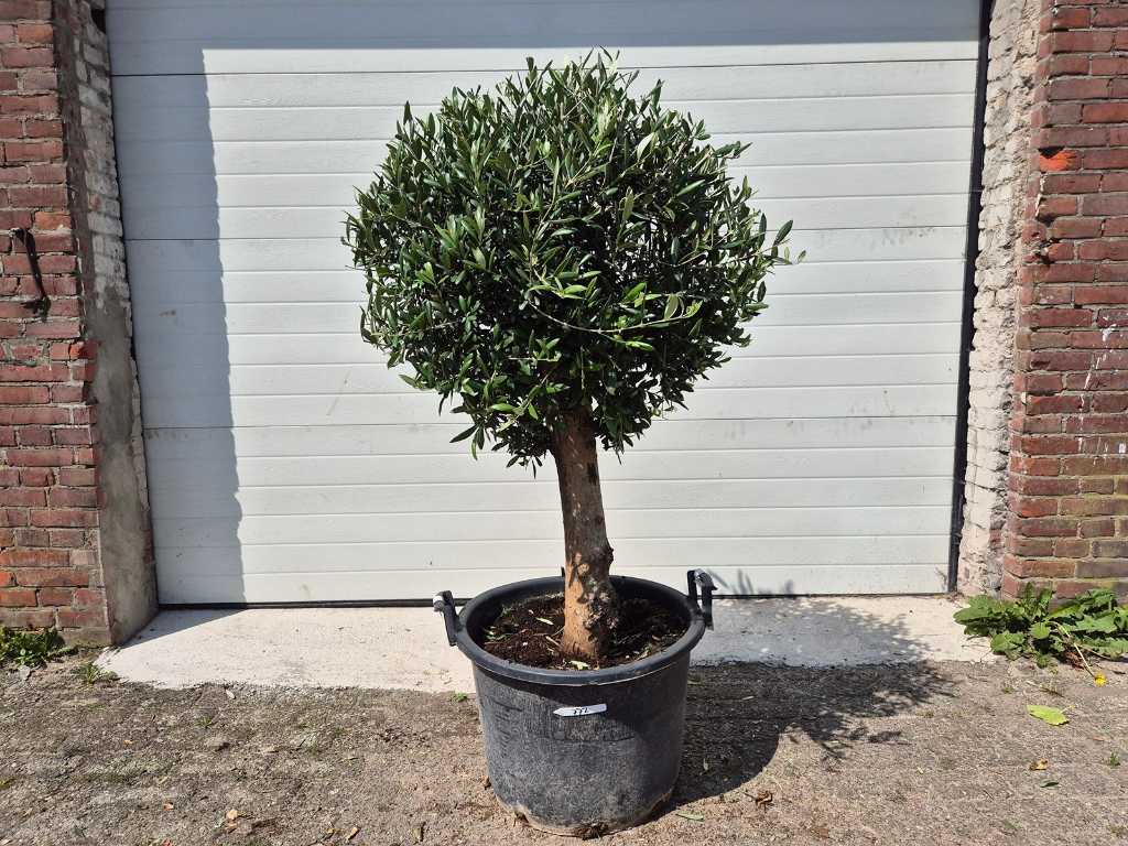 Olivenbaum Kompaktzwiebel - Olea Europaea - Höhe ca. 175 cm