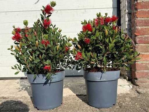 Lampshine – Callistemon Laevis – Frühlingsblüter – Höhe ca. 40 cm (2X)