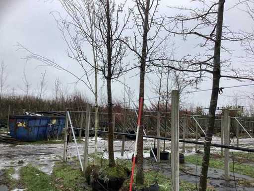 Gruszka ręczna – drzewo owocowe / owocowe