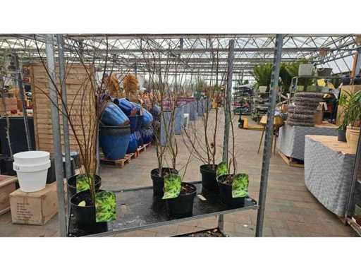 6er Set Japanischer Schlitzahorn (Acer palmatum) - Winterhart