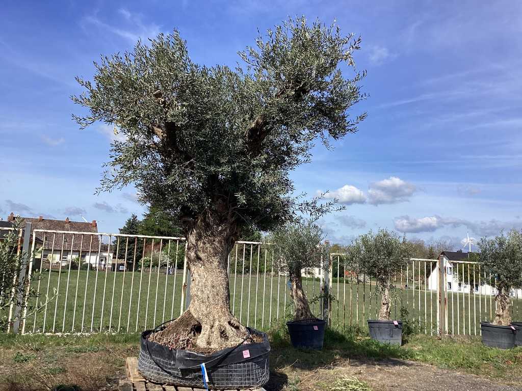 XL Olivenbaum (300 Jahre alt, Winterhart)
