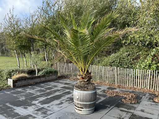 Pflanzgefäß mit Palme