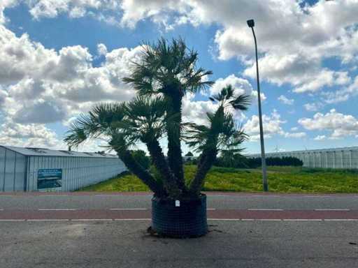 Palmboom meerstammig (Chamaerops Humilis)