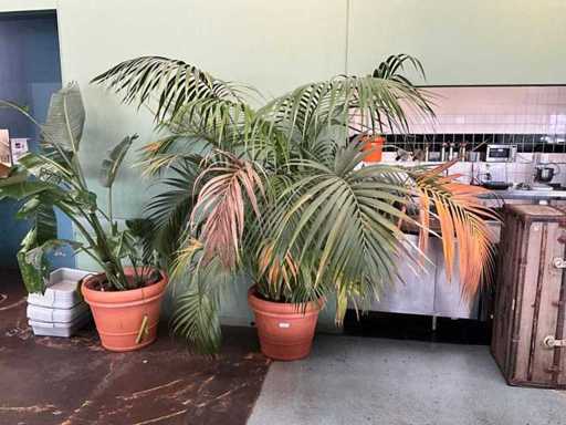 Plant in pot