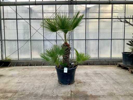 Palmboom meerstammig (Chamaerops Humilis)