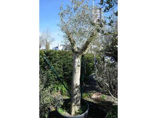 young skin - Olive tree