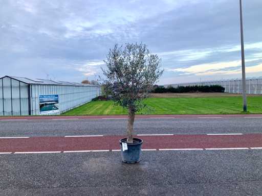 Olijfboom (Olea Europaea Lessini)