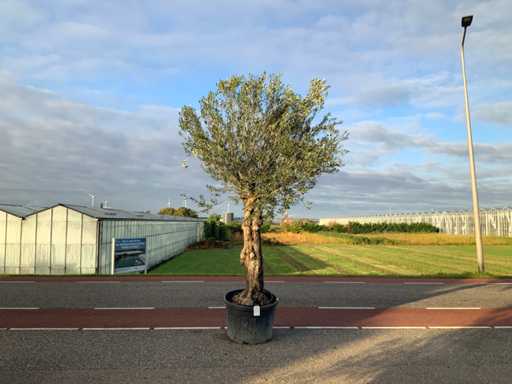 Olive tree (Olea Europaea Lessini)