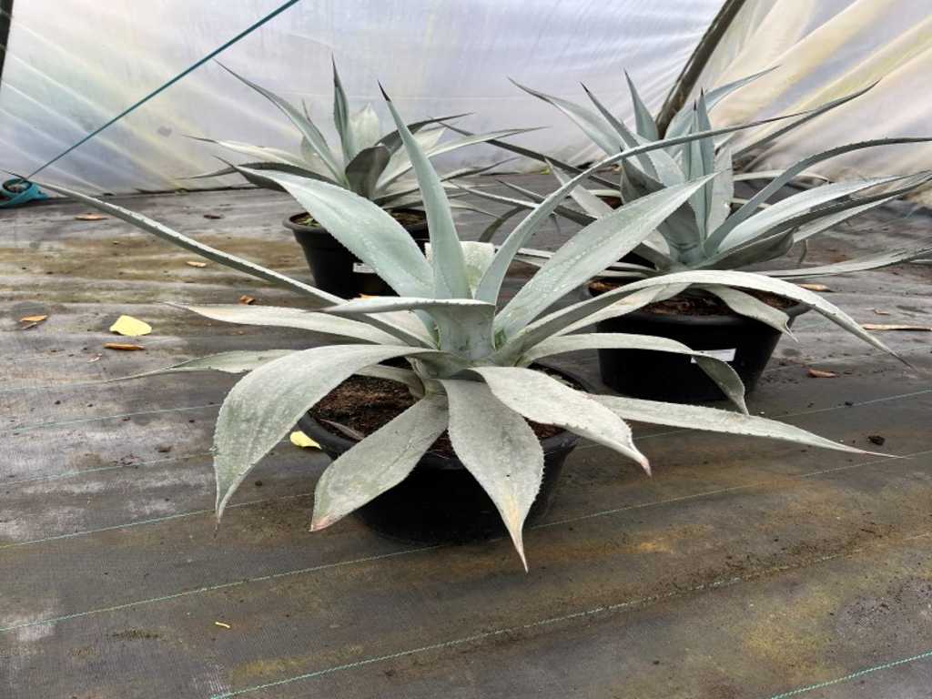 Agave d’hiver