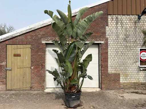 Strelitzia Augusta XL - Paradijsvogelbloem - Hoogte ca. 300 cm