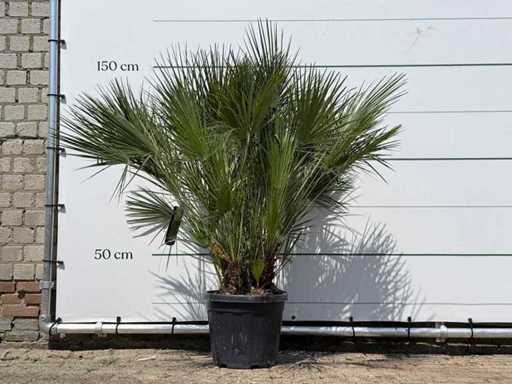 European dwarf palmetto M - Chamaerops Humilis - height approx. 150 cm