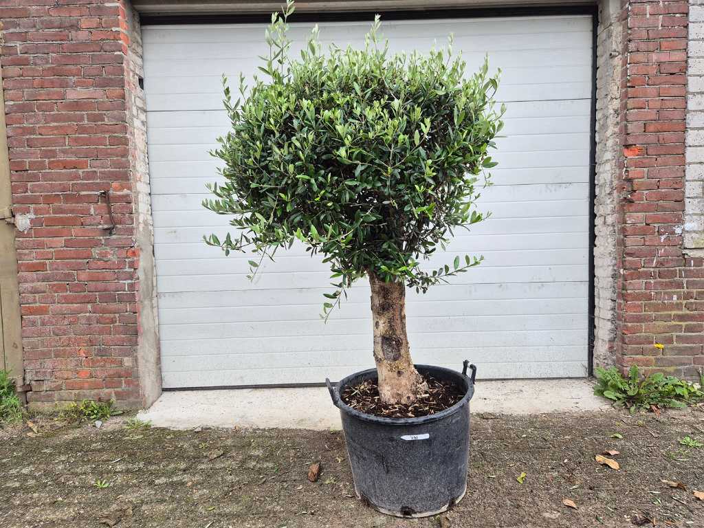 Olivenbaum Kompakt Zwiebel XL - Olea Europaea - Höhe ca. 180 cm