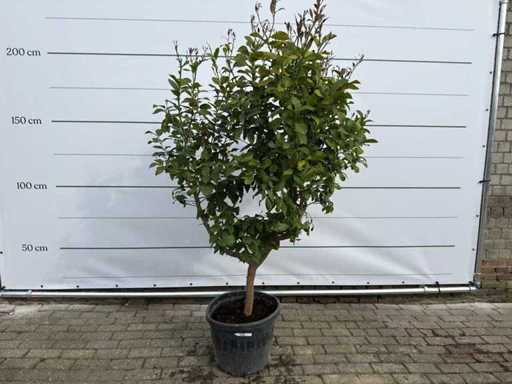 Lămâie - Limon citric - Pom fructifer / pom fructifer - înălțime aprox. 200 cm