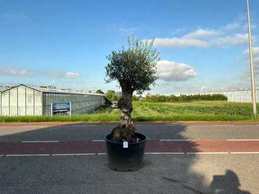 Olivier (Olea Europaea Lessini)