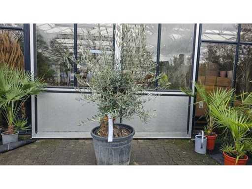 Bonsai exclusiv de măslin - aproximativ 100 de ani - 180 cm