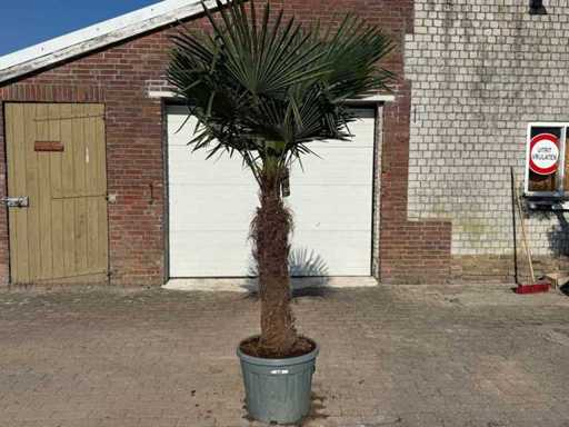 Chinese Fan Palm XXL - Trachycarpus Fortunei - Height approx 280cm