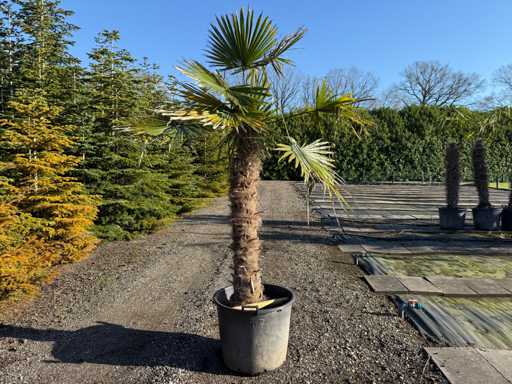 Trachycarpus Fortunei - Palm Tree 250cm