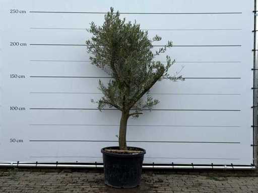 Olivenbaum Glatter Stamm, verzweigt – Olea Europaea – ca. 40 Jahre alt – Höhe ca. 250 cm