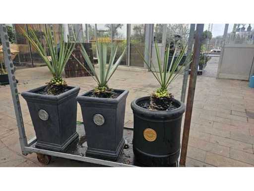 3er Set Yucca rostrata in exklusiven Fiberglas-Töpfen - Winterhart