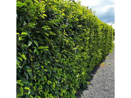 Portuguese Laurel (approx. 80-100cm) Hedge (25x)