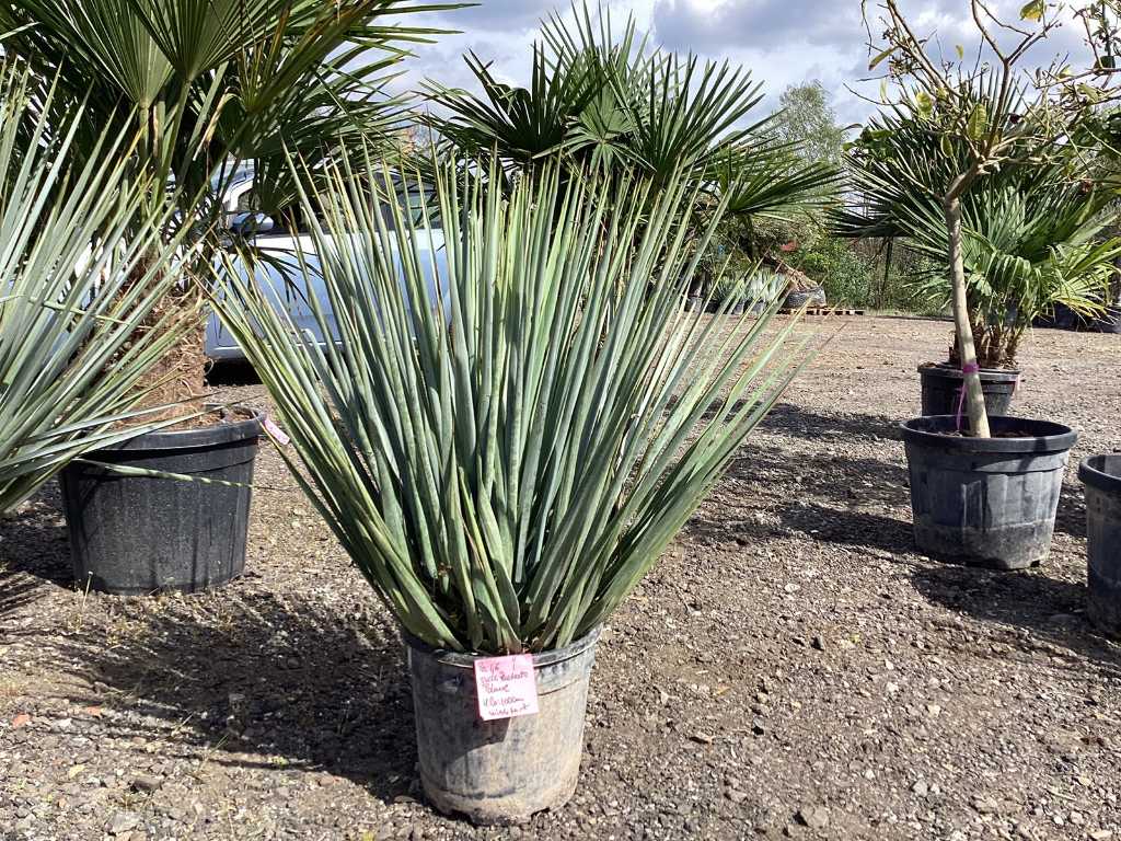Yucca Rostrata (rustique)