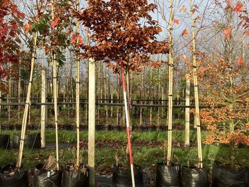 Buk zielony - drzewo alei