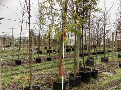 Wawrzyn portugalski – drzewo iglaste