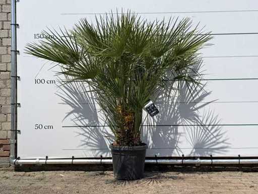 European dwarf palmetto M - Chamaerops Humilis - height approx. 150 cm