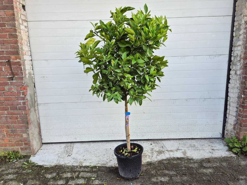 Orangenbaum - Citrus Sinensis - Höhe ca. 150 cm