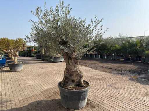 Bonsaï olivier - Olea Europea - 50 ans - Taille environ 250 cm