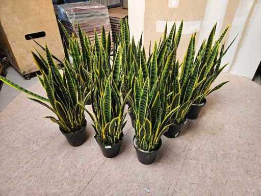 10x Sansevieria artificielle