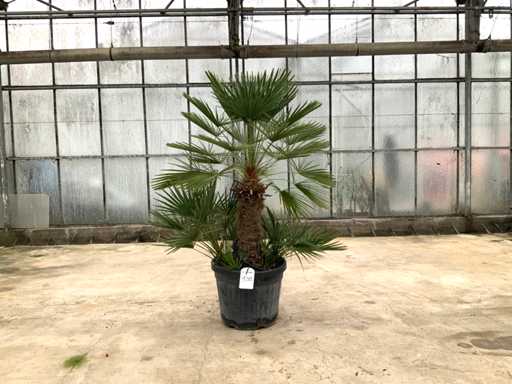 Palmier cu tulpini multiple (Chamaerops Humilis)