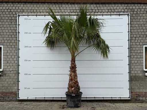 Mexican fan palm on stem 120-140 - Washingtonia Robusta - height approx. 280 cm