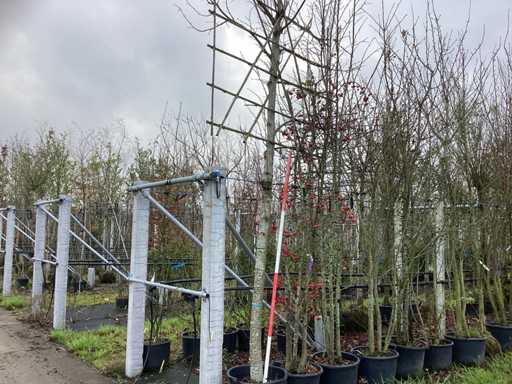 Lipa plejkowa – drzewa espalierowe